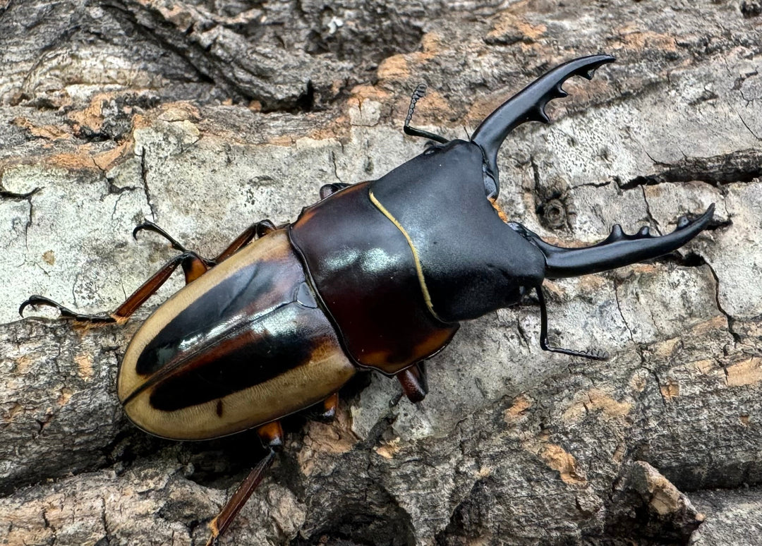 【WD】《ラテラリスノコギリ亜種マイリーン 南カマリネス産 52.5mm ペア》