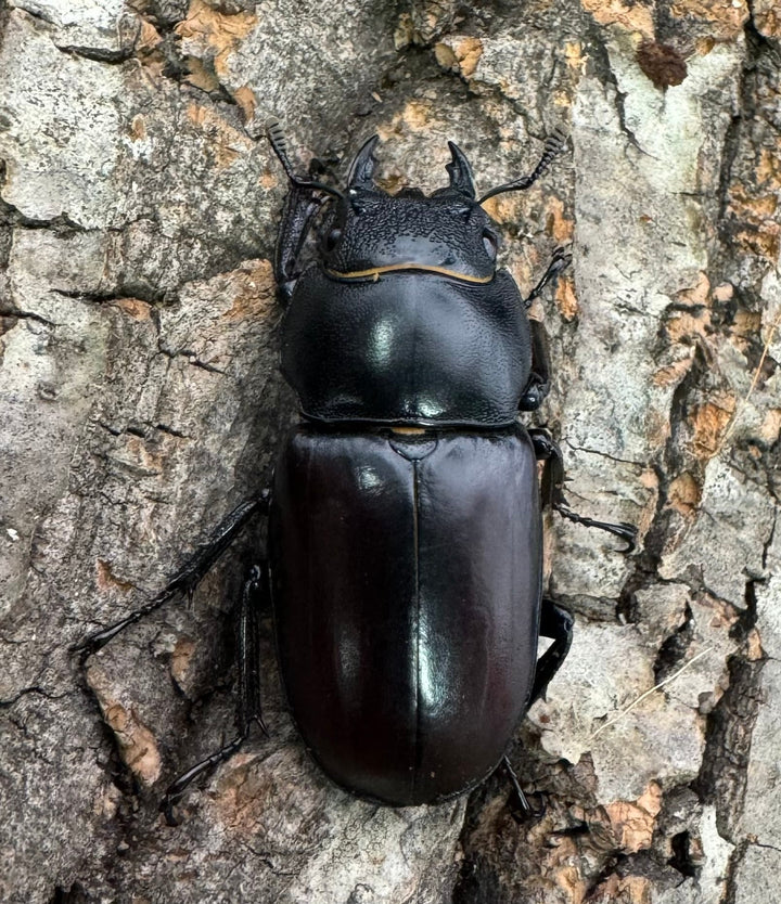 即ブリ《ダビソンフタマタ 77mm ♂♀♀♀♀セット》