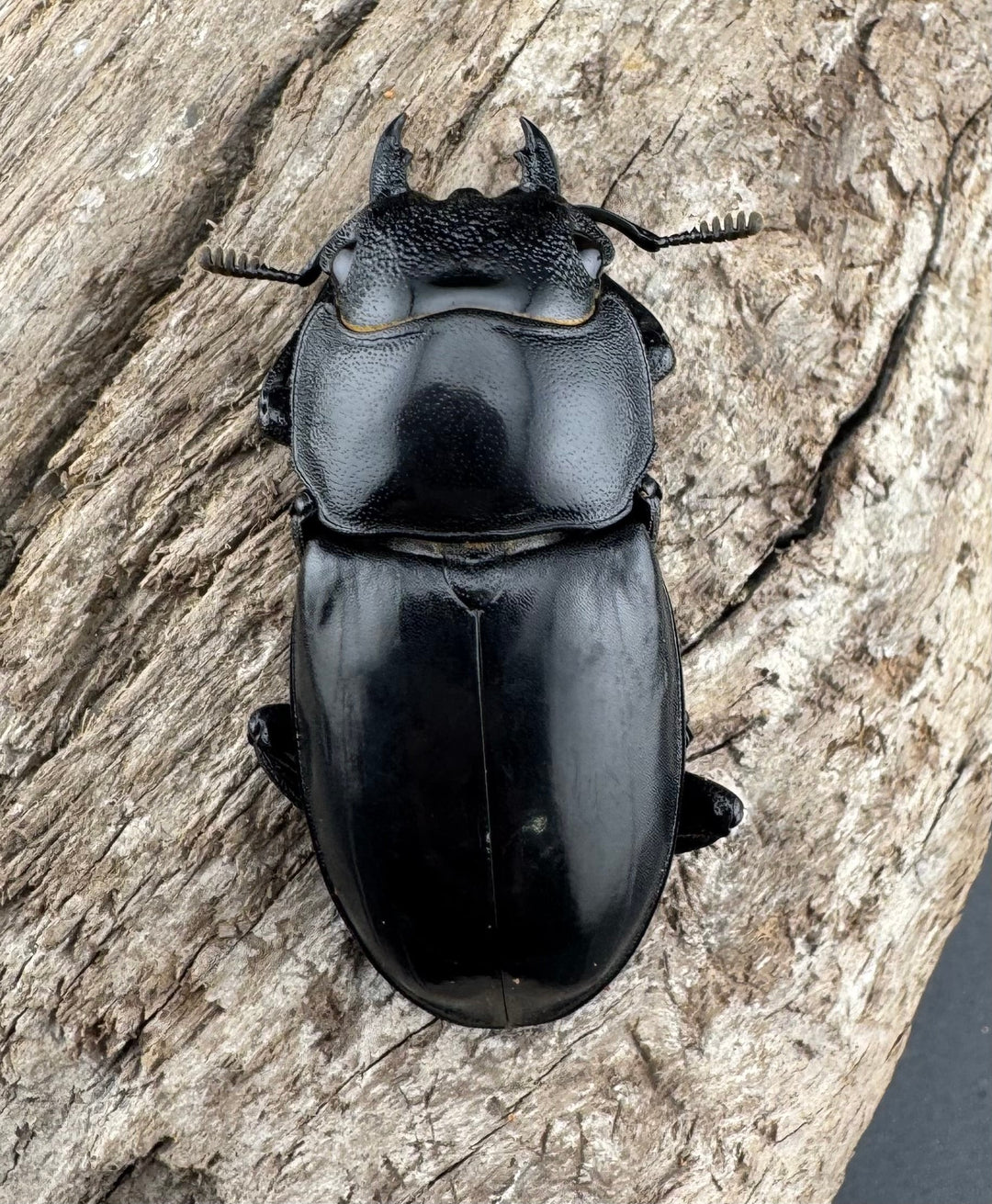 【WD】《リノケロスフタマタ 92.5mm ペア》