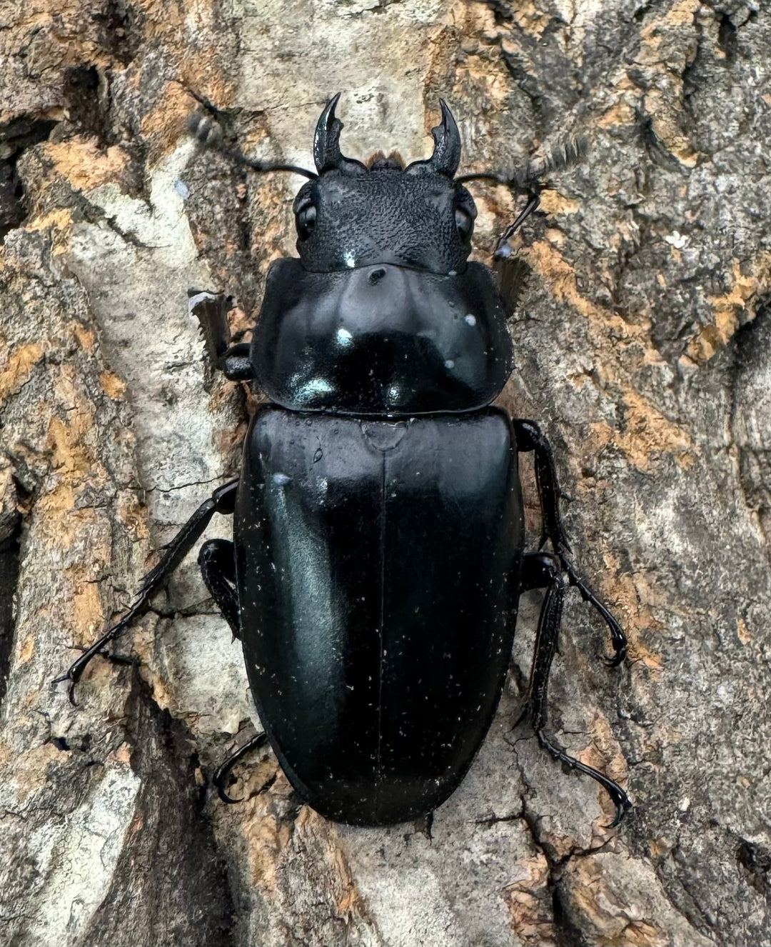 即ブリ《ギラファノコギリ亜種ケイスケ 88mm ペア》