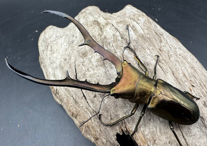 【WD】《メタリフェルホソアカ亜種finae 85mm ペア》