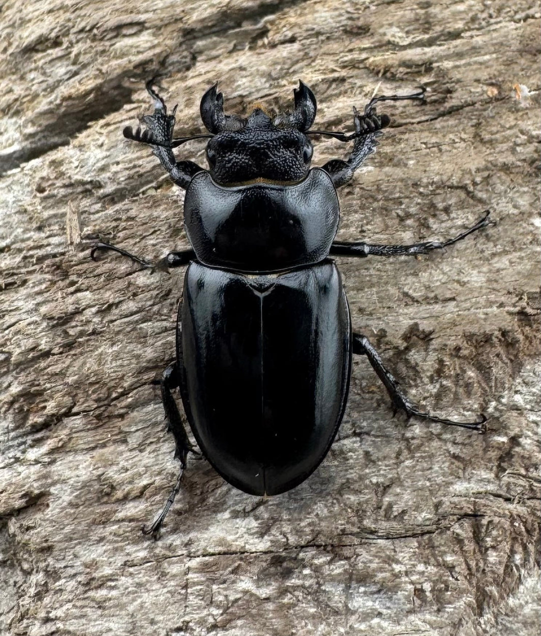 【WD】《パリーミヤマクワガタ 36.5mm ペア》