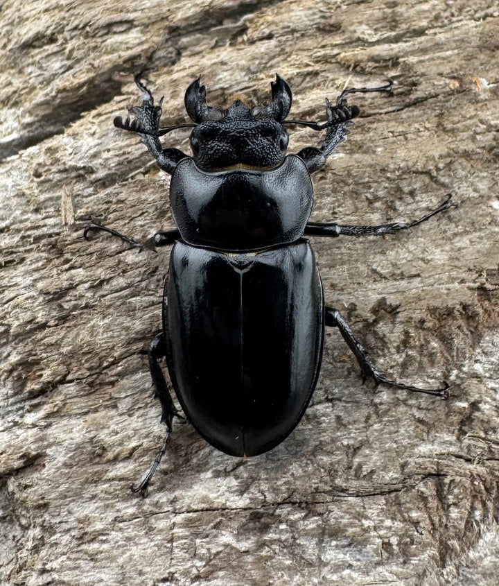 【WD】《パリーミヤマクワガタ 36.5mm ペア》