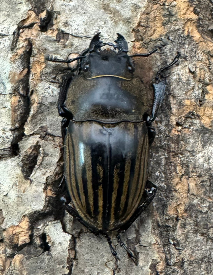 【WD】《ストリアータツヤクワガタ 49mm ペア》