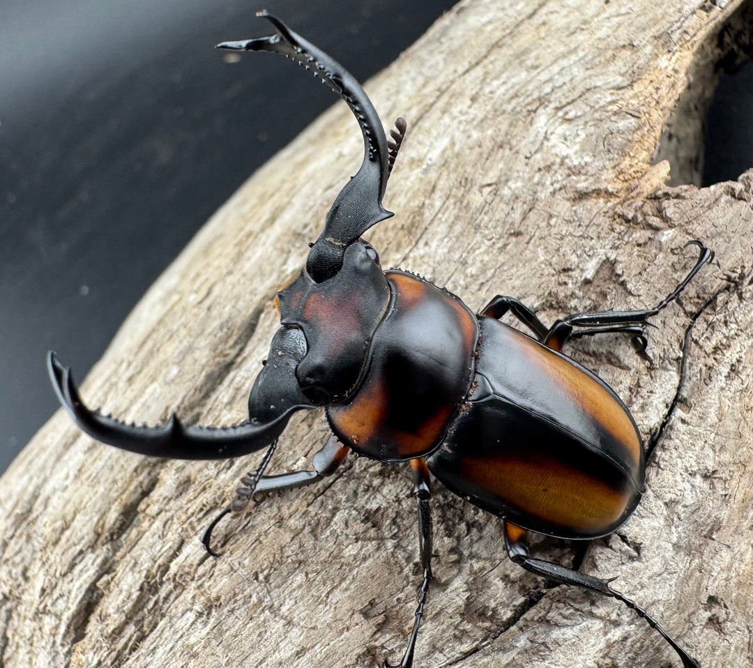 【WD】《スペキオススシカクワガタ 48mm ペア》