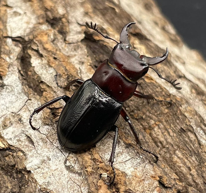 《ミクラミヤマ 神津島産 Free ペア》