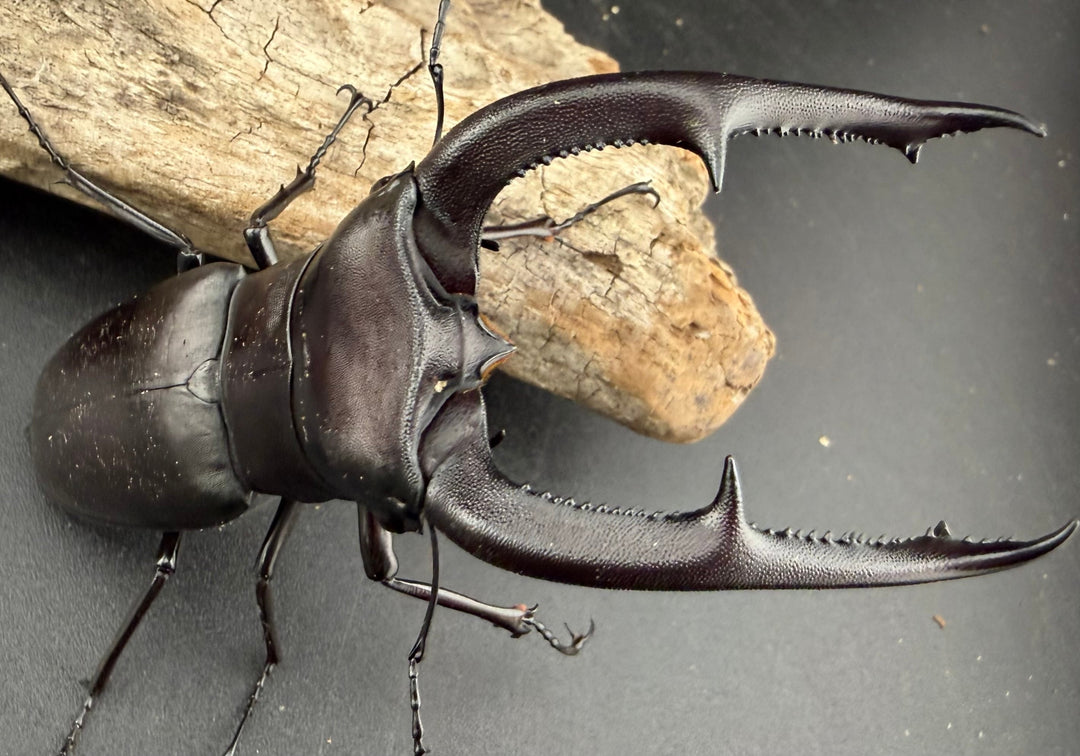 【WD】《マンディブラリスフタマタ 98mm ペア》