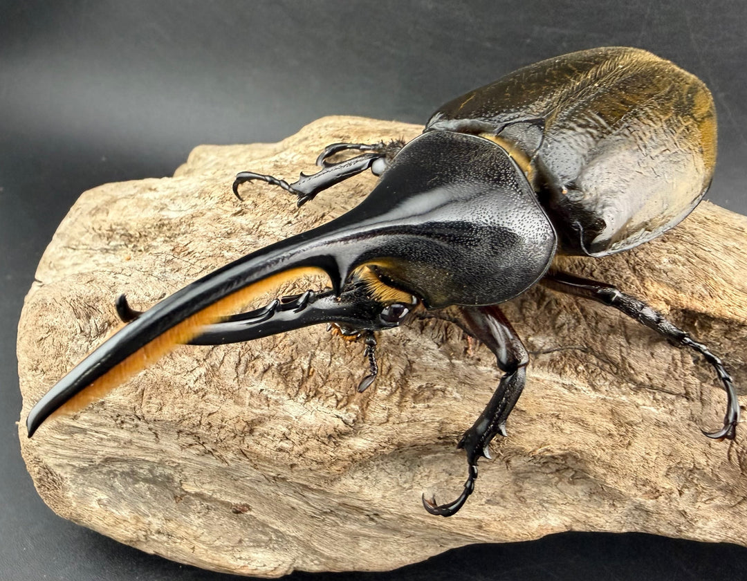 《 ヘラクレス・モリシマイ 108mm ペア》