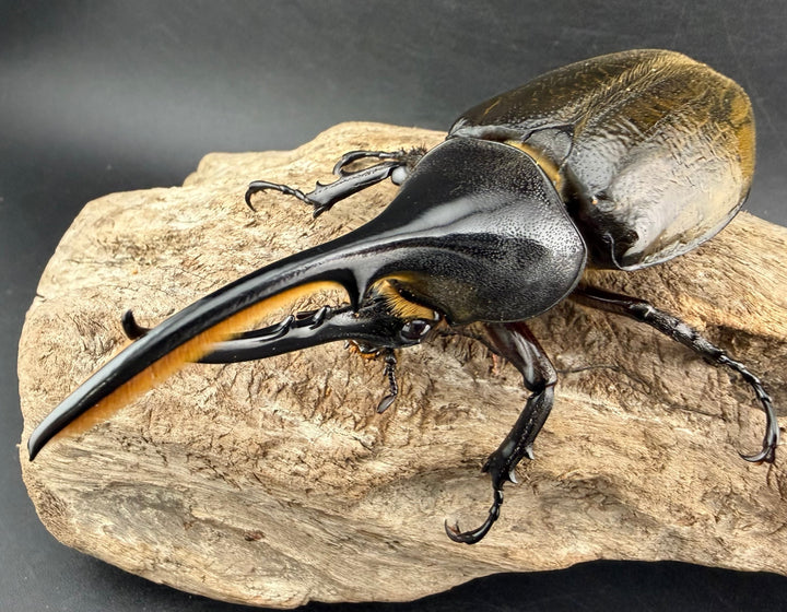 《 ヘラクレス・モリシマイ 108mm ペア》