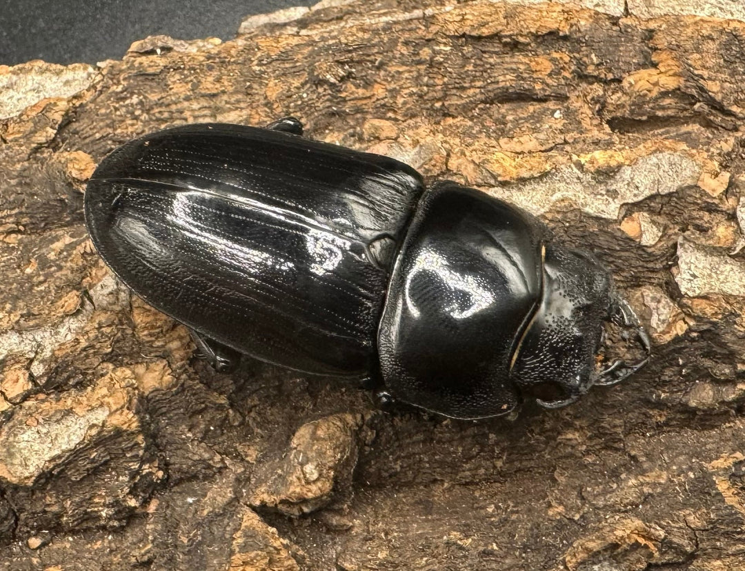 《オオクワガタ 川西血統 78mm ペア》ヒート氏ブリード個体