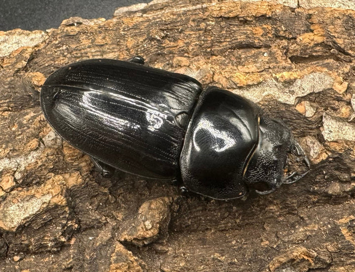 《オオクワガタ 川西血統 78mm ペア》ヒート氏ブリード個体