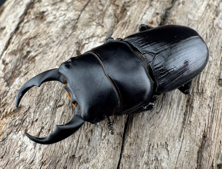 【WD】《ドルクス ラエビドルシス 四川省産 37mm ペア》