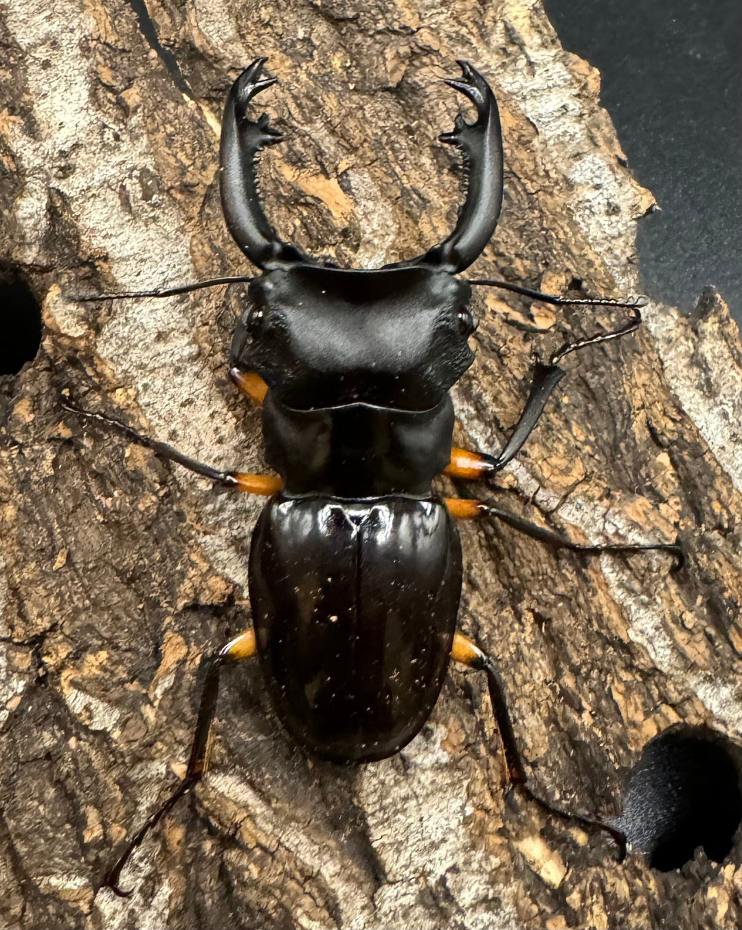 【WD】《インペリアリスツヤ亜種komorii 60mm ペア》