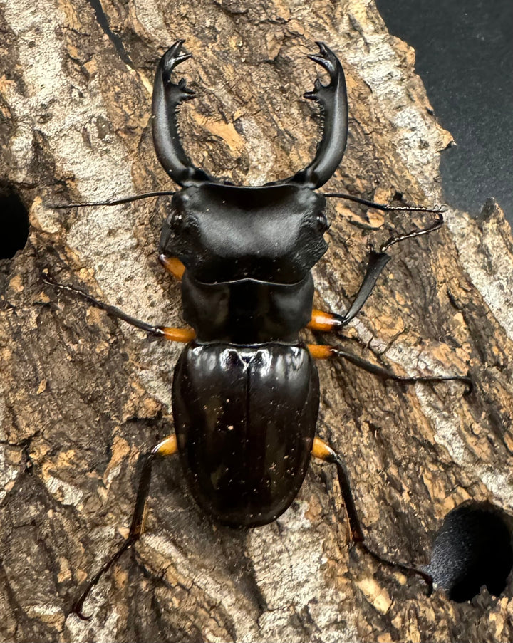 【WD】《インペリアリスツヤ亜種komorii 60mm ペア》