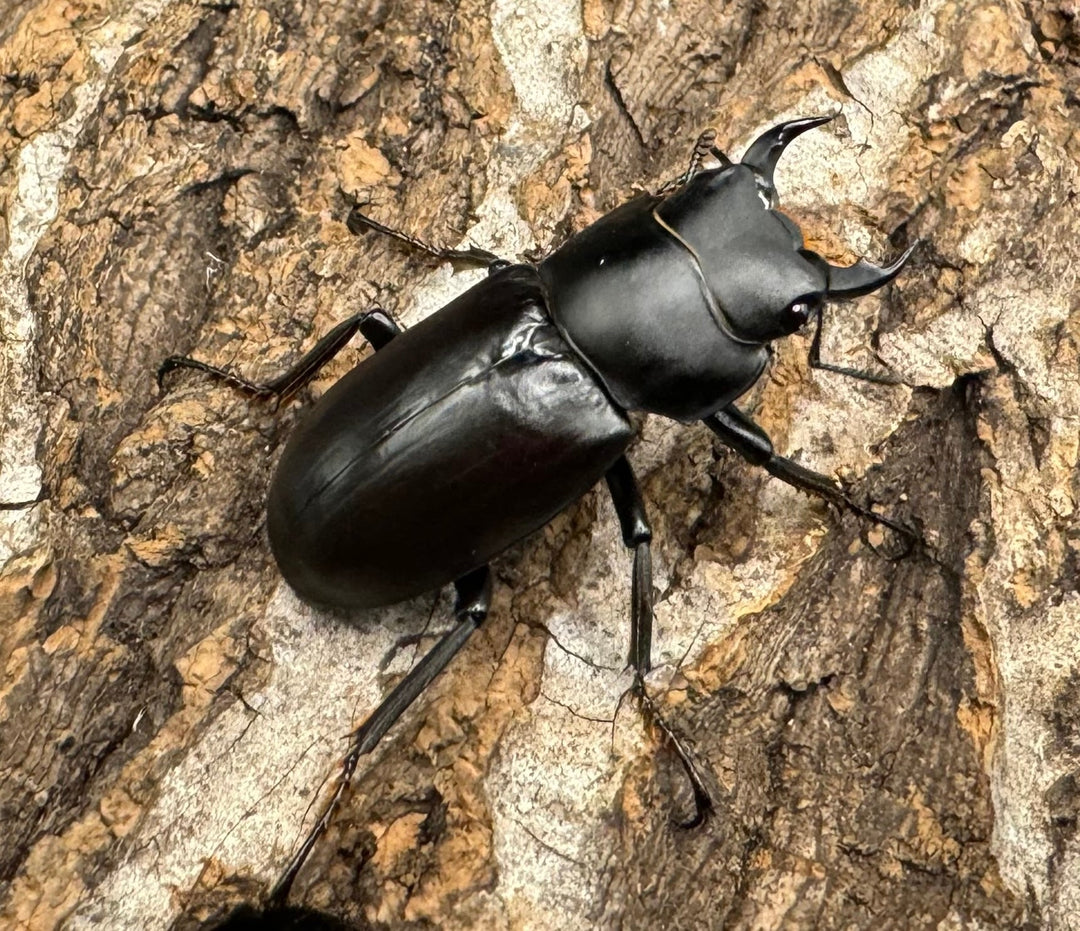 【WD】《ドルクス タオ 30mm ペア》