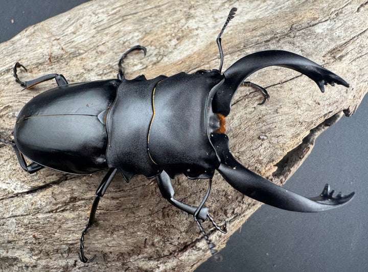 【WD】《アルケスツヤクワガタ ボアク島産 84mm ペア》