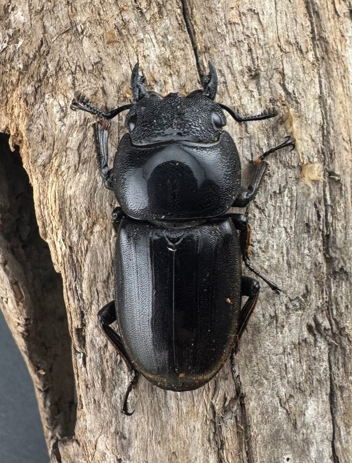 【WD】《スマトラオオヒラタ ベンクール産 82.5mm ペア》