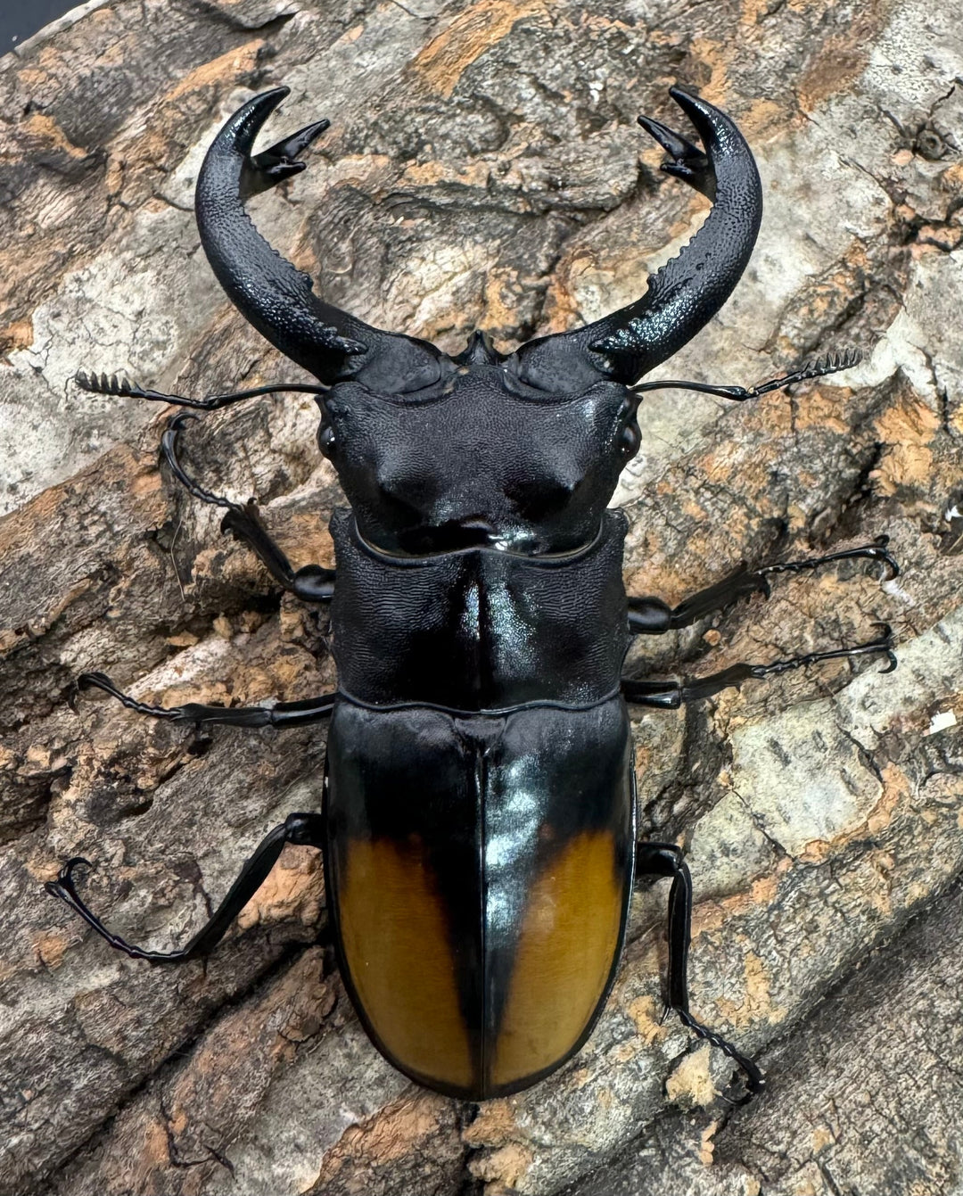 【WD】《セアカフタマタ 80mm ペア》