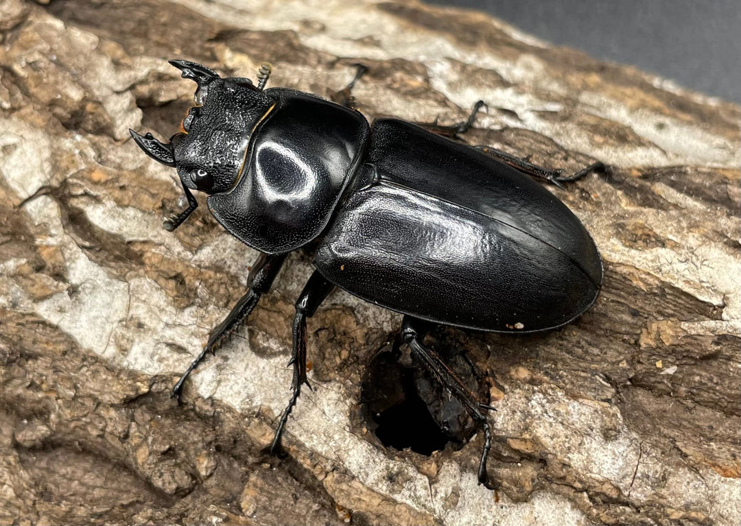 《マレーアンタエウスオオクワ 72.5mm ペア》