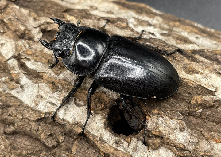 《マレーアンタエウスオオクワ 72.5mm ペア》