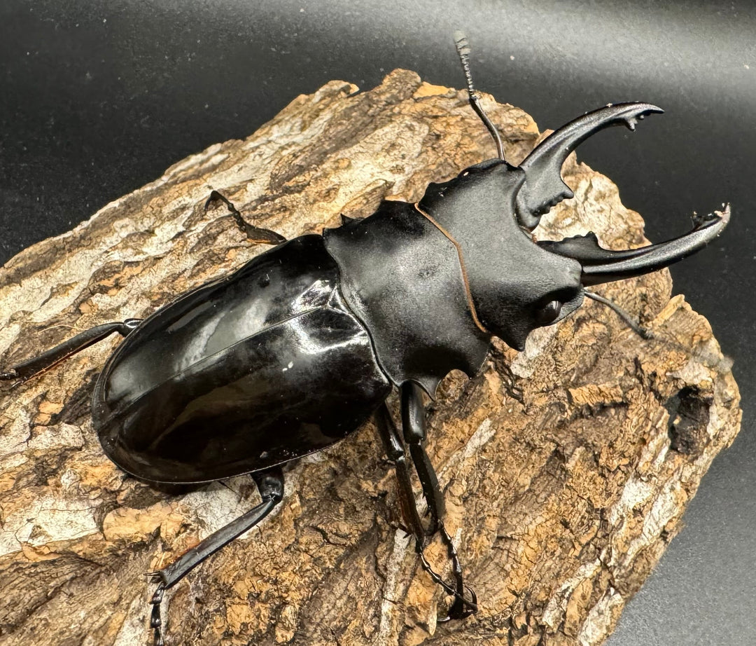 【WD】《ベリコサツヤクワガタ 80mm ペア》