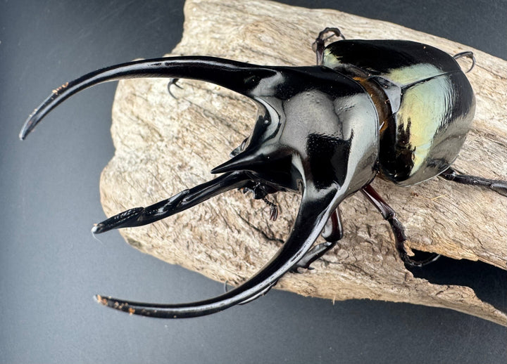 【WD】《ジャワコーカサスオオカブト 105.5mm ペア》