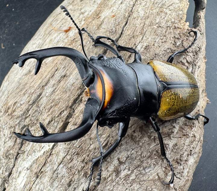 【WD】《スペクタビリスツヤクワガタ 73.5mm ペア》