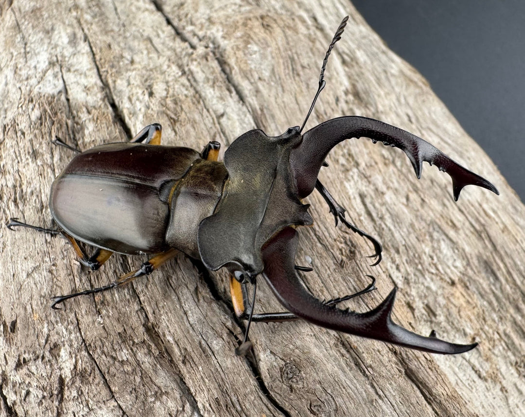 【WD】《フェアメイルミヤマ 雅安市産 55.5mm ペア》