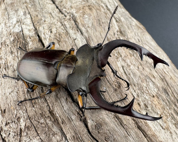 【WD】《フェアメイルミヤマ 雅安市産 55.5mm ペア》