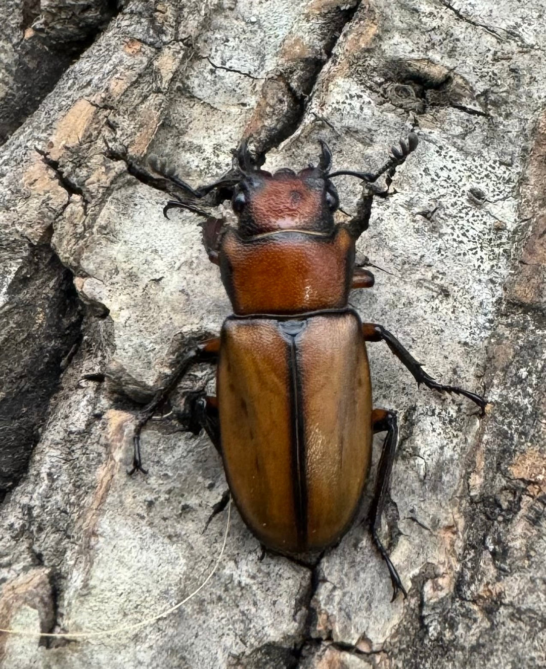 【WD】大歯《アラガールホソアカ 65mm ペア》