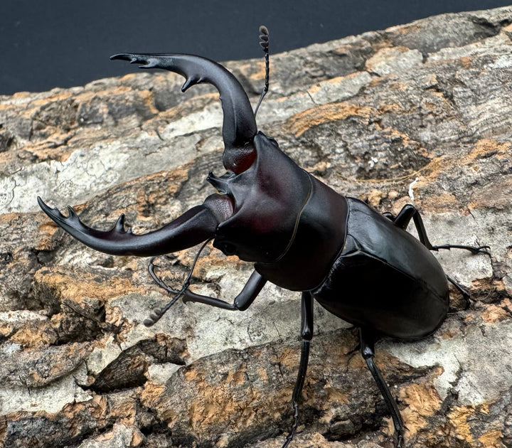 【WF1】《アマミノコギリクワガタ 赤タイプ 63mm ペア》