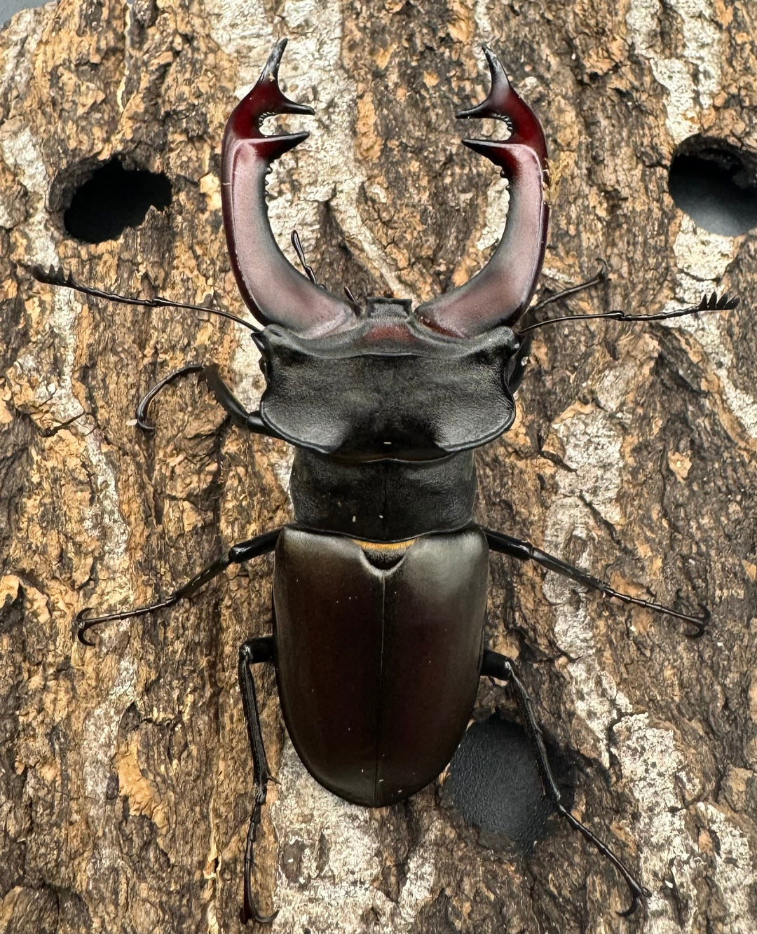 即ブリ《ヨーロッパミヤマ（ケルブスミヤマ） 72mm ペア》