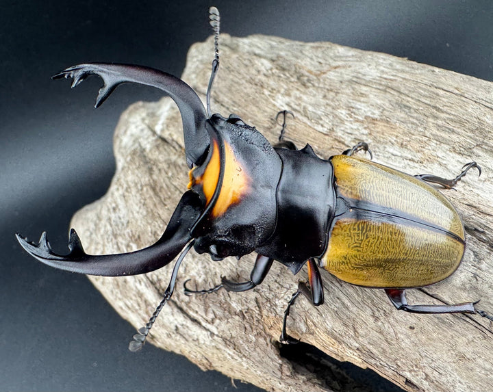 【WD】《ラコダールツヤクワガタ 76.5mm ペア》