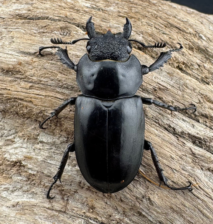 【WD】《ビタリスミヤマクワガタ 71mm ペア》