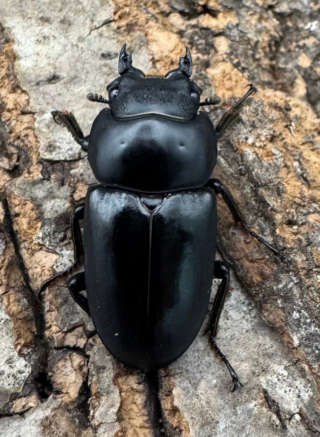 【WD】《セメノウコクワ 雅安産 38.5mm ペア》