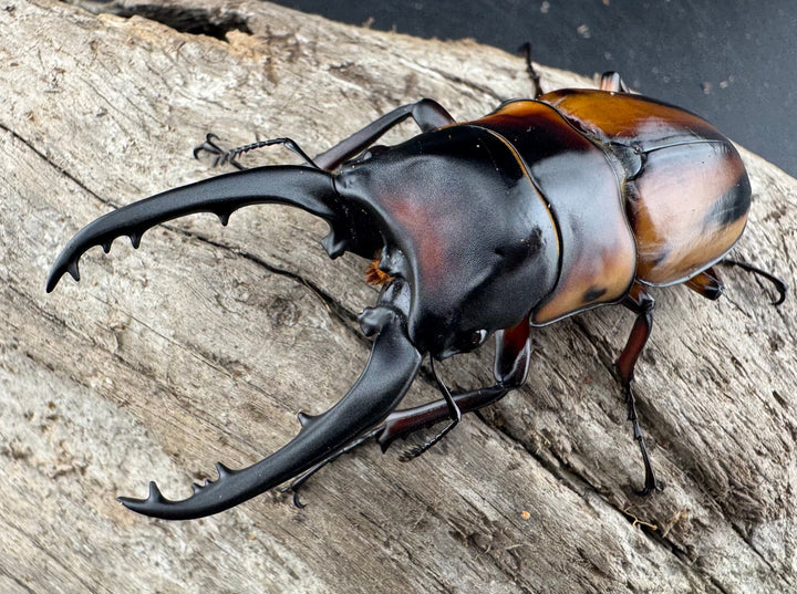 《ファブリースノコギリ亜種タカクワイ 75mm ペア》