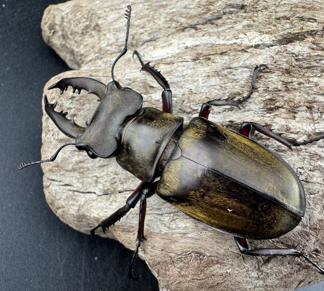 【WD】大型《ファンジンシャンミヤマクワガタ 63mm ペア》