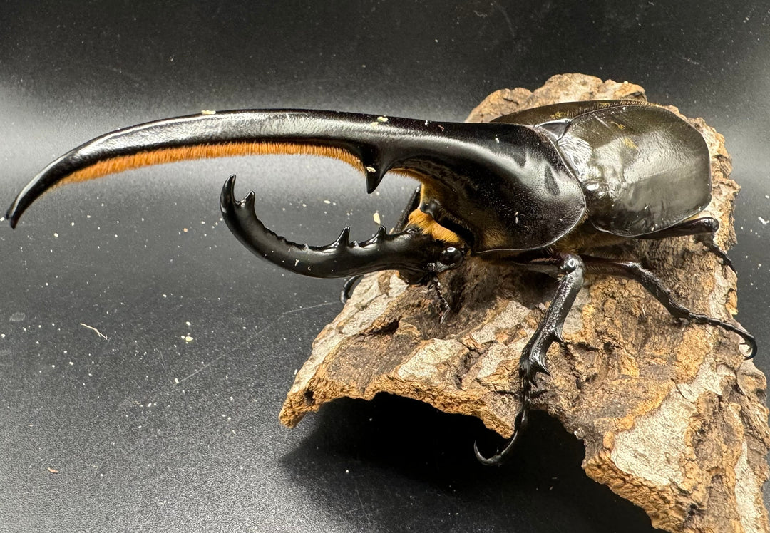 《ヘラクレス・ヘラクレス 152mm ペア》