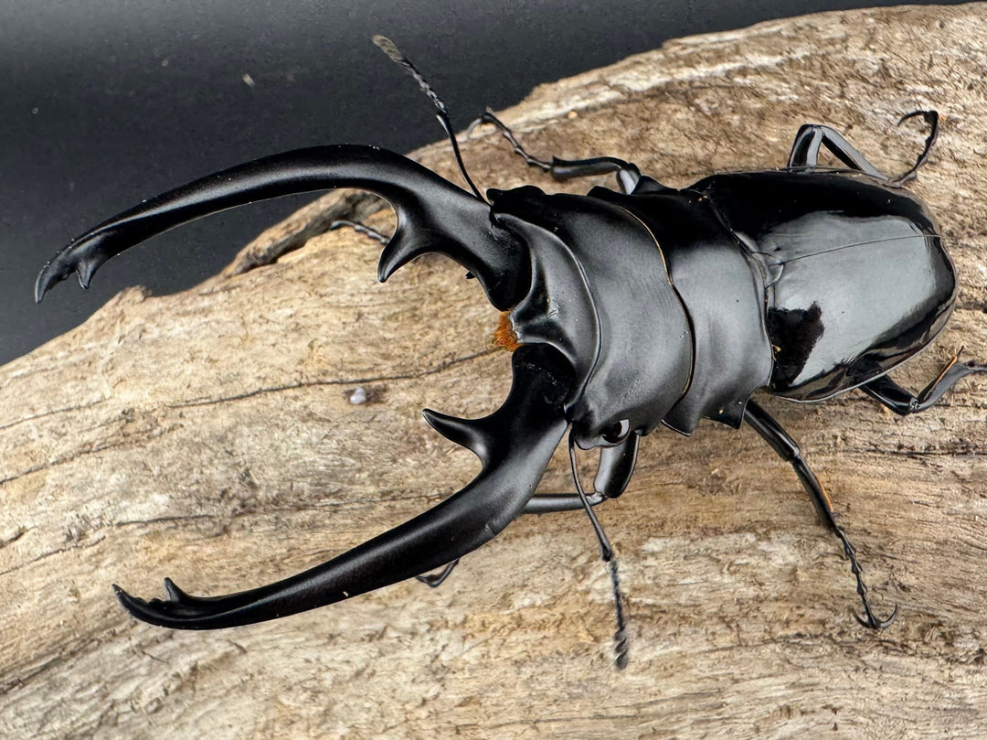 【WD】《インターメディアツヤクワガタ ネグロス島産 93.5mm ペア》