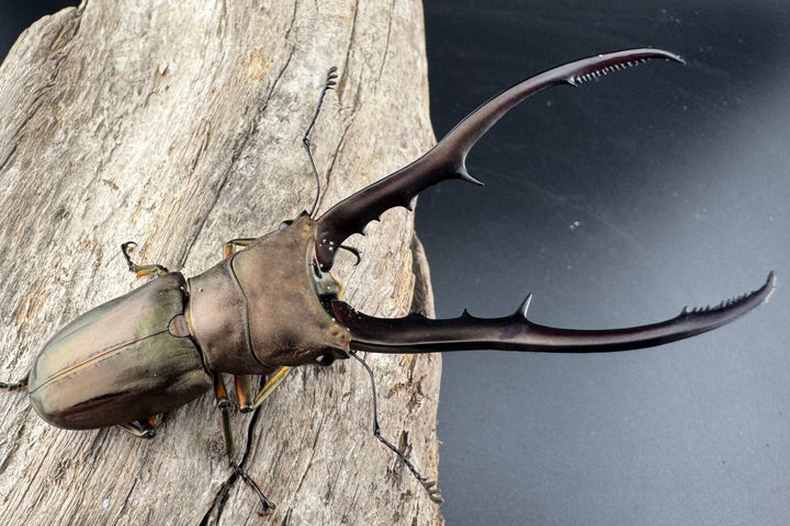 【WD】《メタリフェルホソアカ亜種finae 83.5mm ペア》