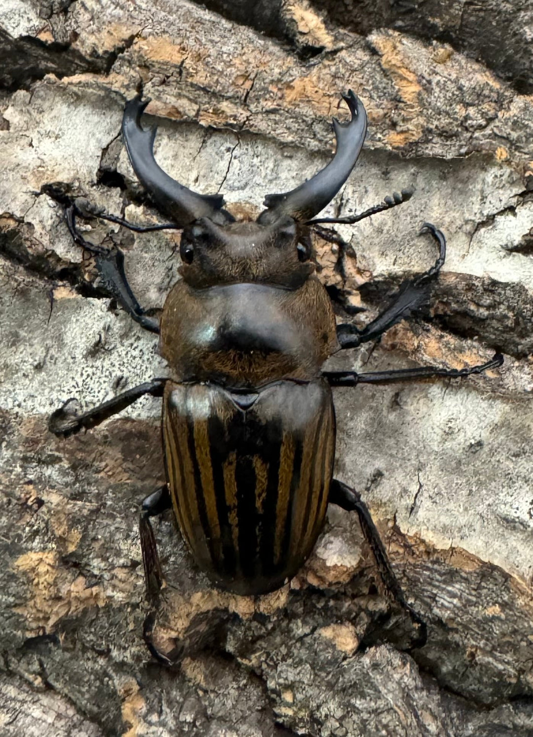 【WD】《ストリアータツヤクワガタ 40mm ペア》