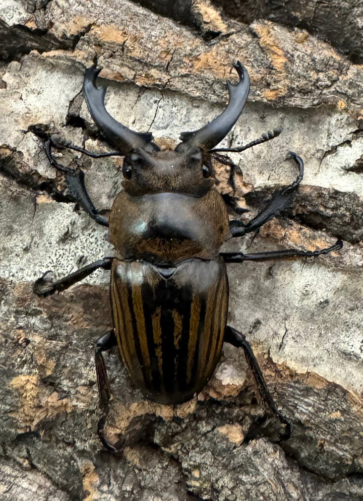 【WD】《ストリアータツヤクワガタ 40mm ペア》