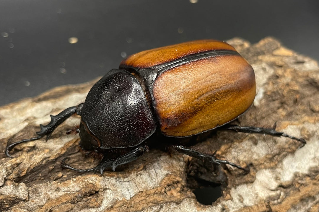 【WD】《スキットゴホンツノカブト ♀単》