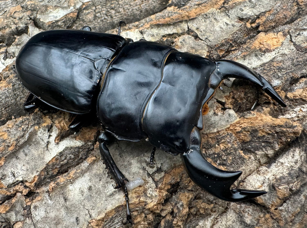 《インドアンタエウス サディア産 82mm ペア》