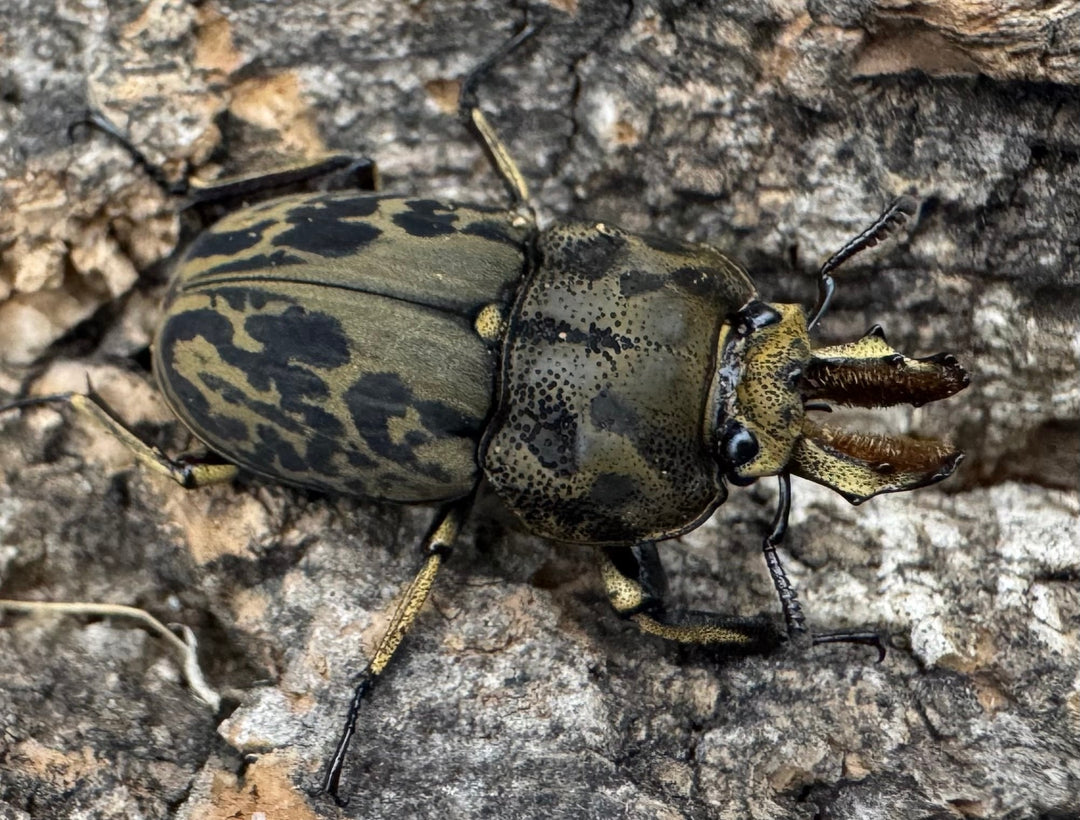 《ムナコブクワガタ ♂♀♀トリオ》