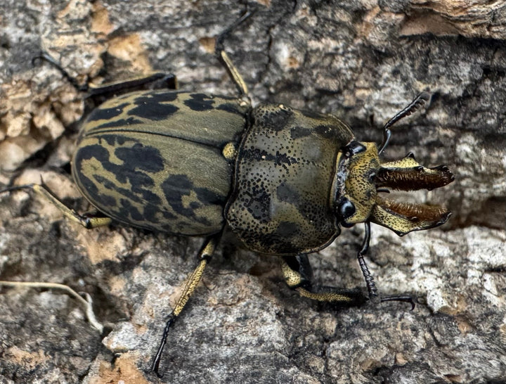 《ムナコブクワガタ ♂♀♀トリオ》