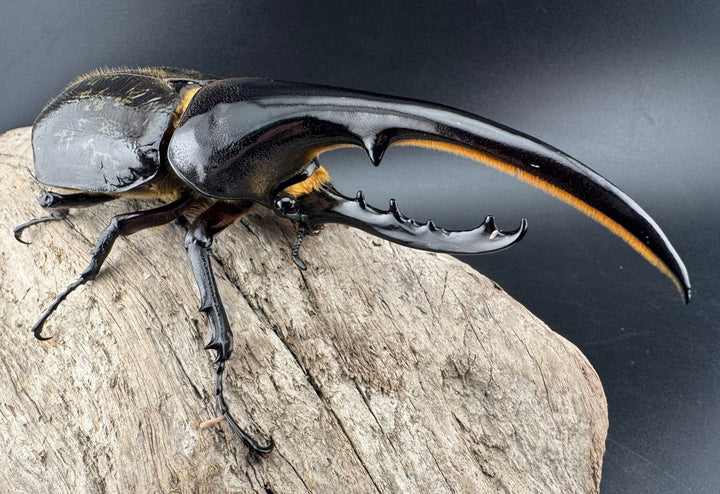 《ヘラクレス・ヘラクレス 132mm ペア》