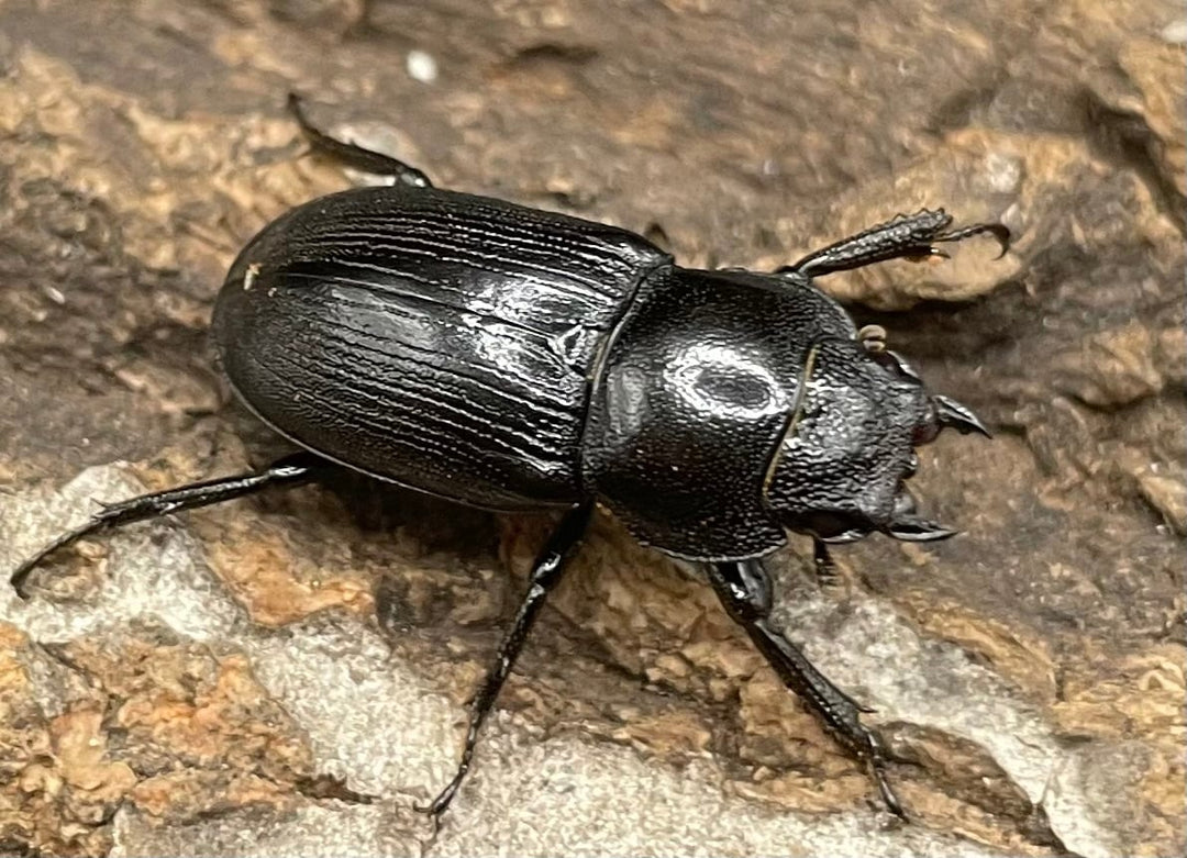 【WD】美麗種《ヨンレンセスジ ♀単》