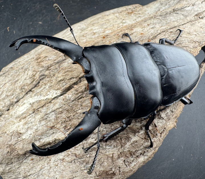 【WD】《アルキデスヒラタ ベンクール産 長歯 91mm ペア》