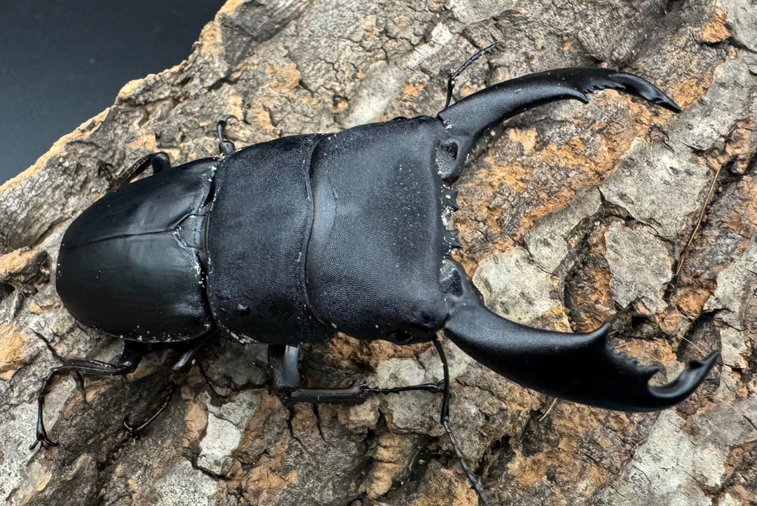 【WD】《西ペレンオオヒラタ（スラウェシオオヒラタクワガタ） 86mm ペア》